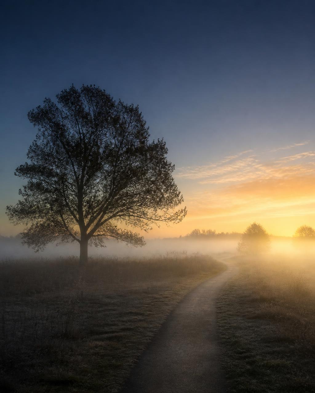 A walking path through a misty field at sunrise